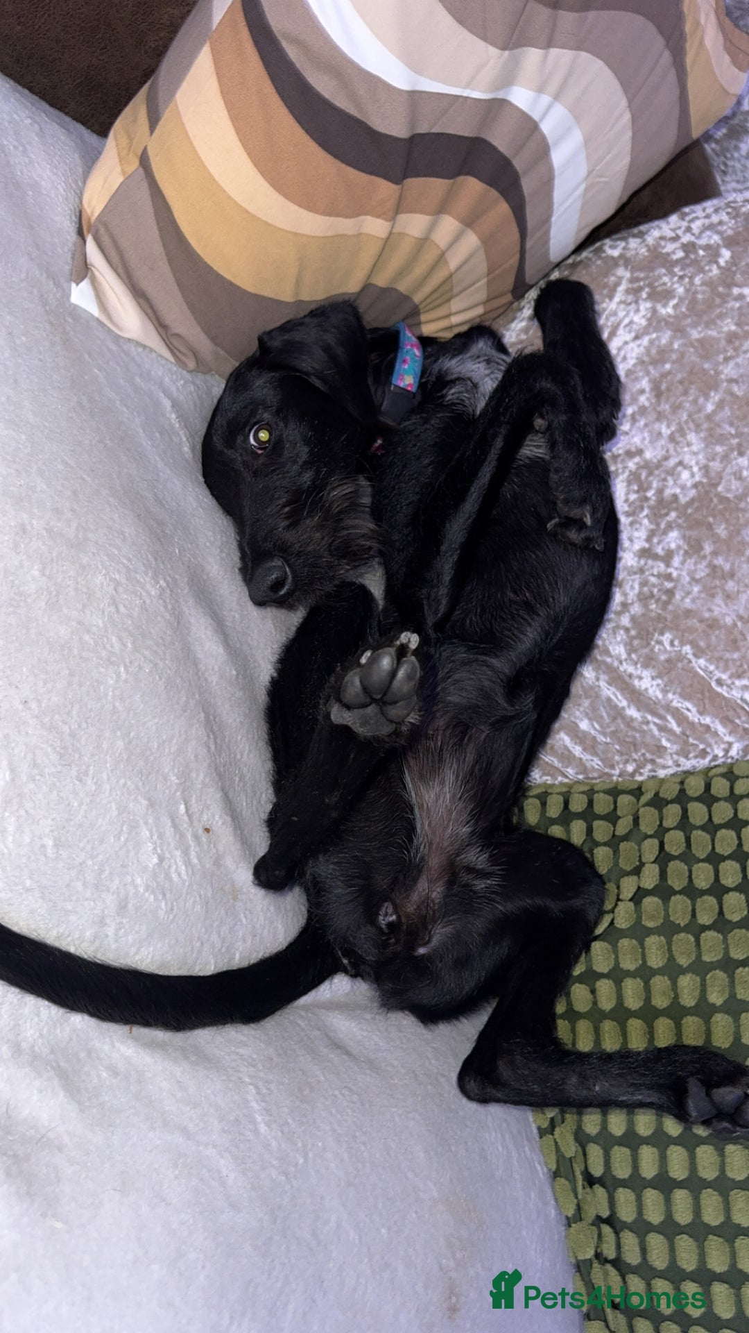 Mixed Breed dogs for sale: Female German Wirehaired Sprointer (11 Months) - Image 2