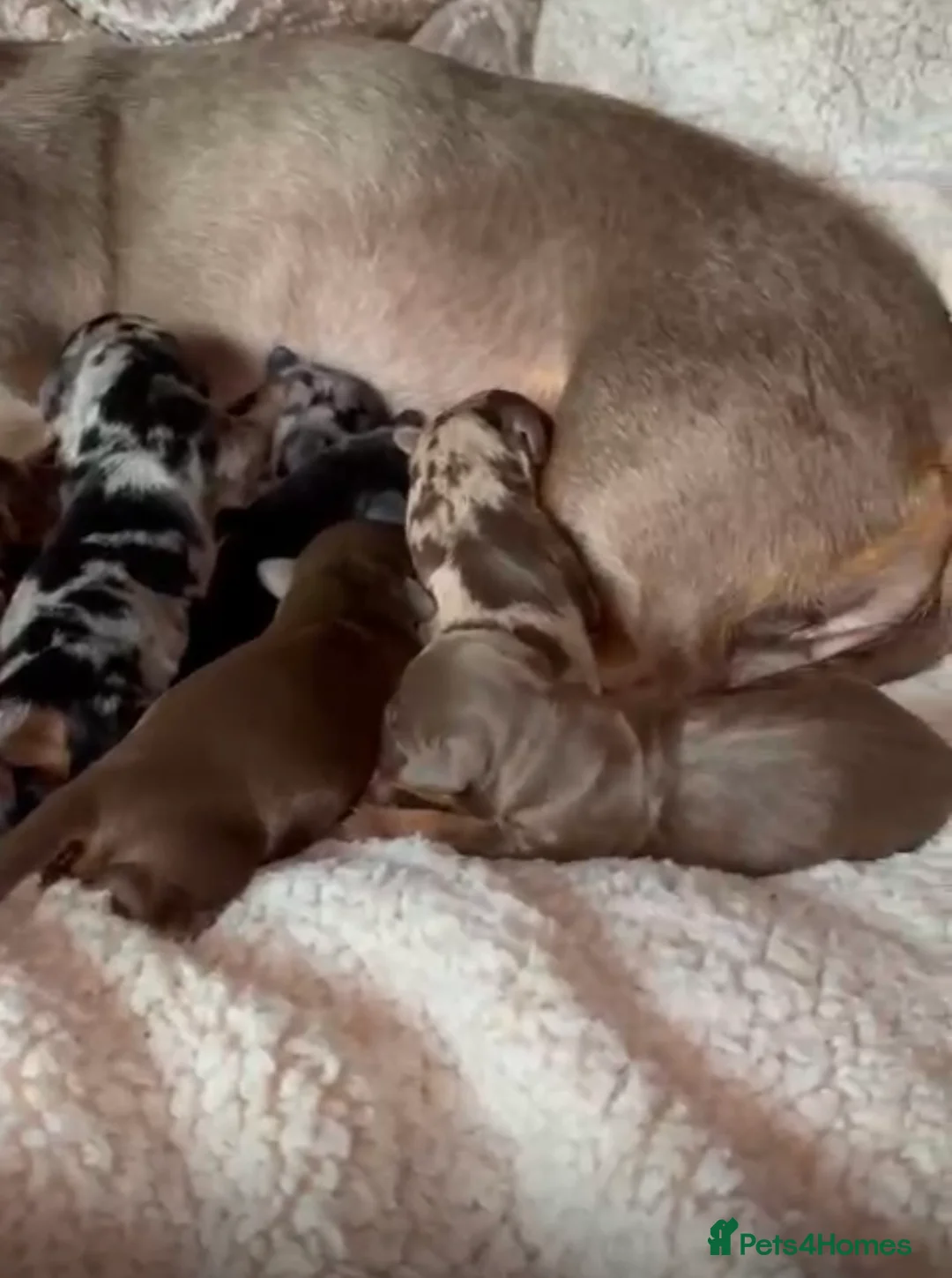 Dachshund dogs for stud: Kc Mini long haired dapple  in Leeds - Advert 18