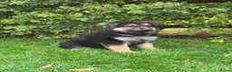 German Shepherd dogs for sale: Pedigree German shepherd puppies  in Ashford - Advert 13