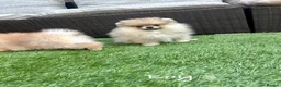 Pomeranian dogs for sale: Pure Teddy🐻Tiny🐾Outstanding 🏆 - Advert 12