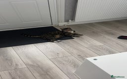 British Shorthair cats for sale: Tabby cat for 20 pound  - Image 2