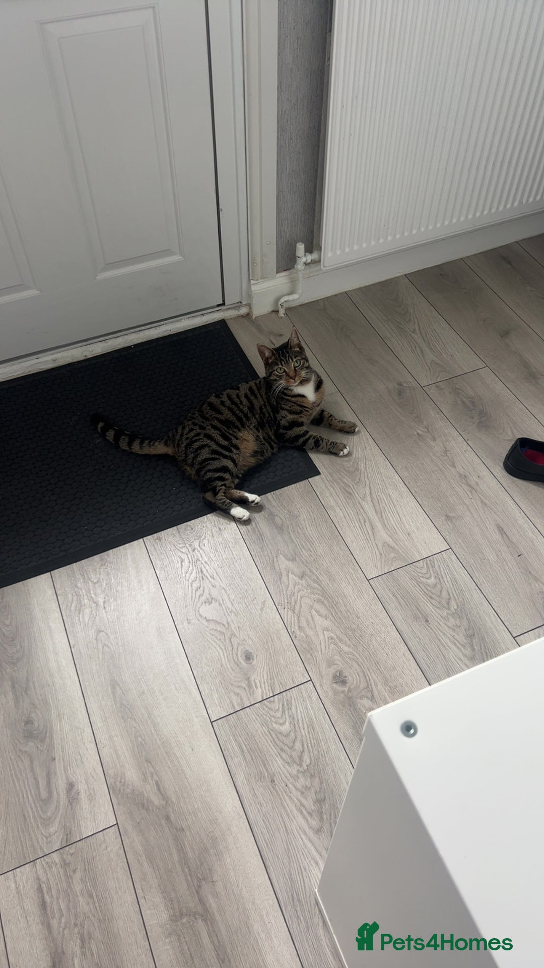 British Shorthair cats for sale: Tabby cat for 20 pound  - Image 2