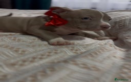 American Bully dogs for sale: American Bully Pocket Champions Bloodlines  in Ilford - Image 9