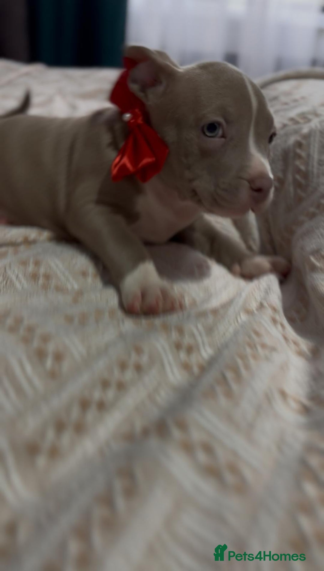 American Bully dogs for sale: American Bully Pocket Champions Bloodlines  in Ilford - Image 9