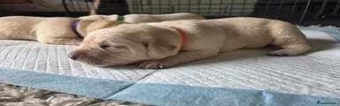 Labrador Retriever 5