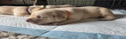 Labrador Retriever dogs for sale: Beautiful litter kc registered labradors  - Advert 7
