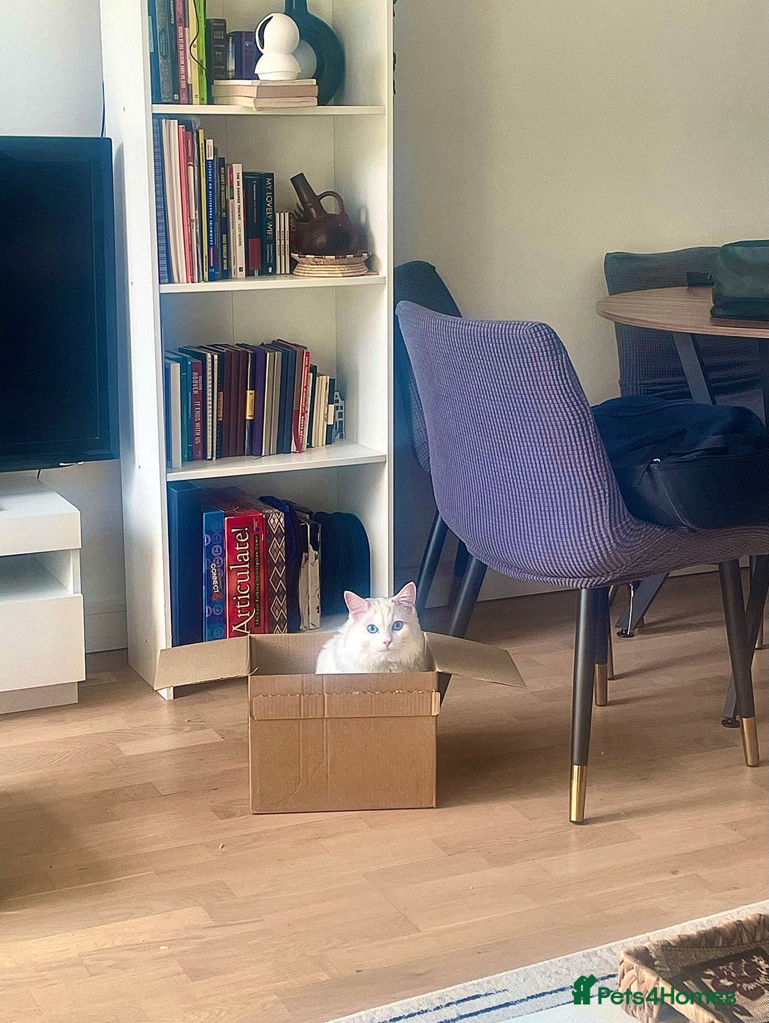 Ragdoll cats for sale: Beautiful Ragdoll - Image 6