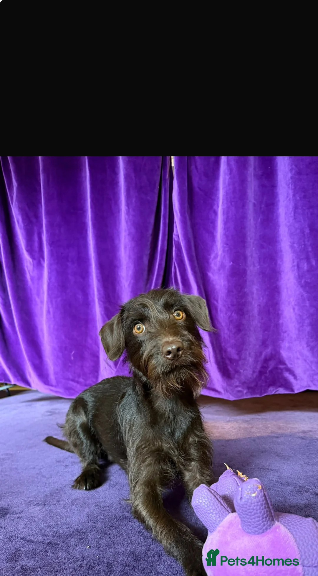 Mixed Breed dogs for sale: Patterdale terrier cross  - Advert 2