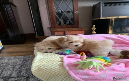 Maltipoo dogs for sale: Beautiful maltipoo puppies looking for new homes  - Image 25