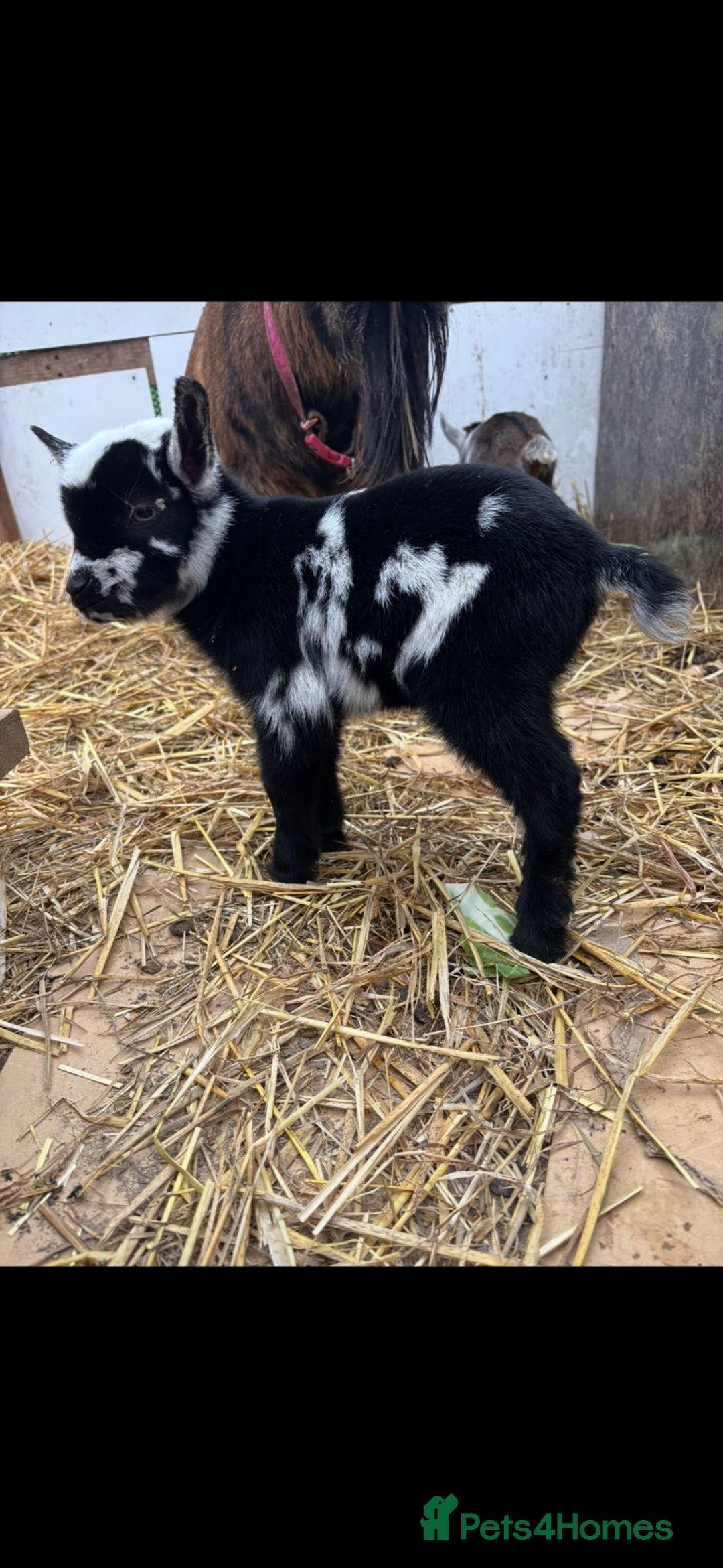 Goats livestock for sale: Small male and female pygmy goats - Advert 2