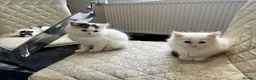 British Shorthair cats for sale: 4 kittens looking for new homes in Rayleigh - Advert 4