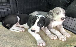 Great Dane dogs for sale: Damarkann Great Dane Puppies - Image 5