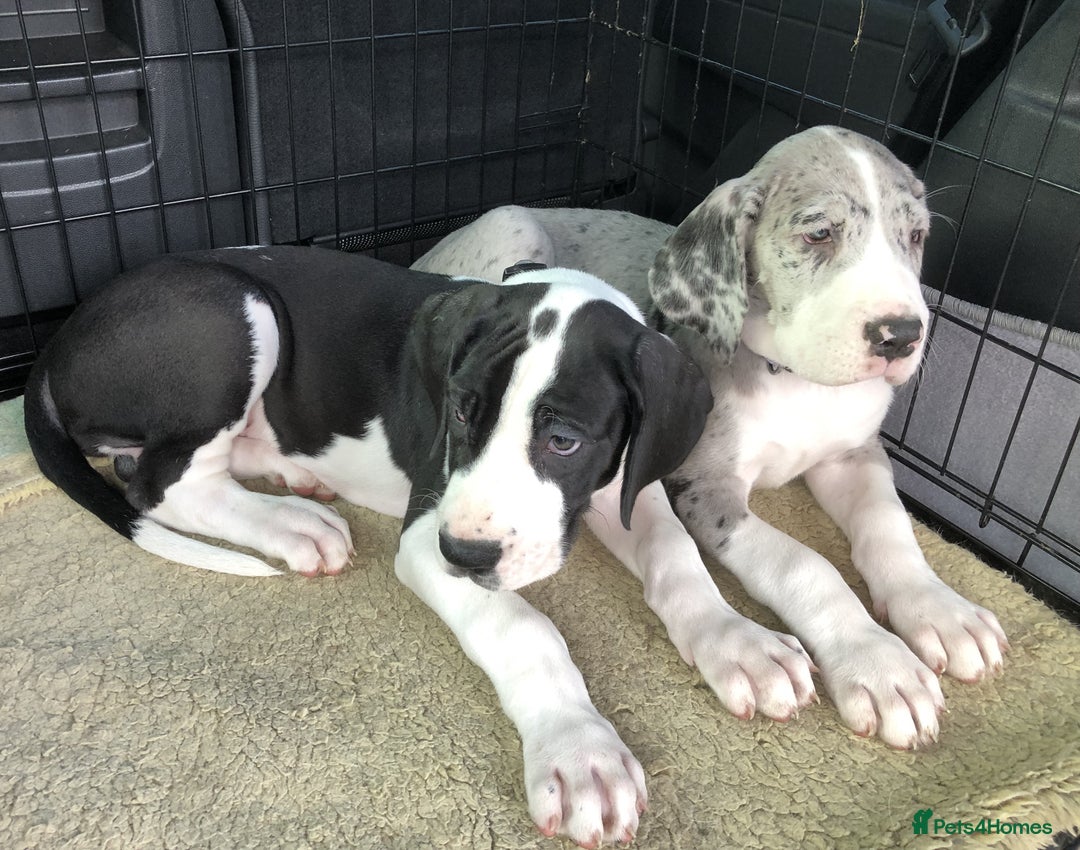 Great Dane dogs for sale: Damarkann Great Dane Puppies - Image 5