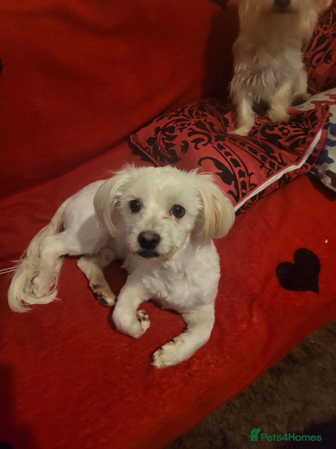 Bichon Frise dogs for sale: 🐾 Adorable Bichon 🐾 - Image 6