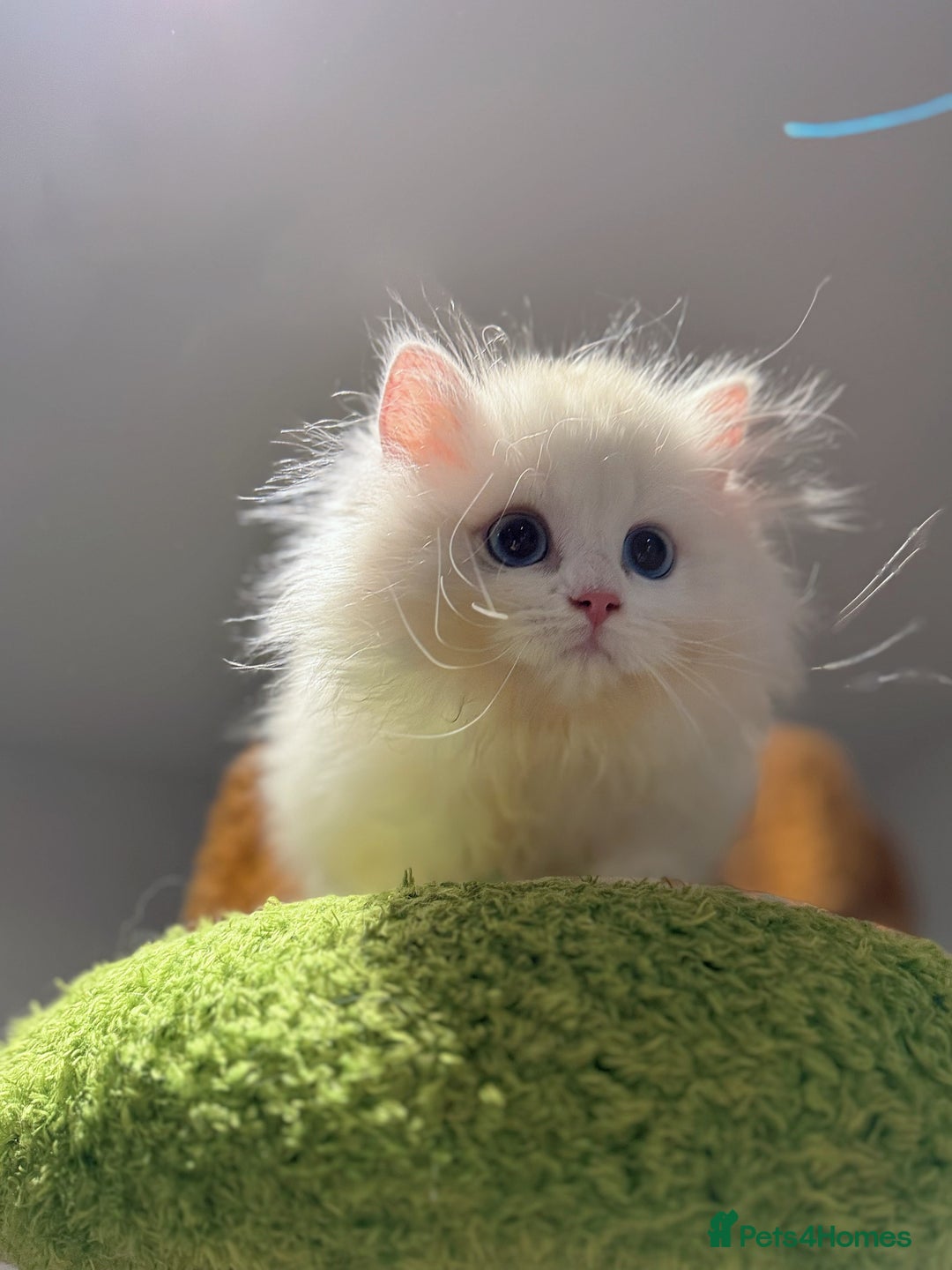 Munchkin cats for sale: Top level Super stunning & rare Minuet - Advert 10