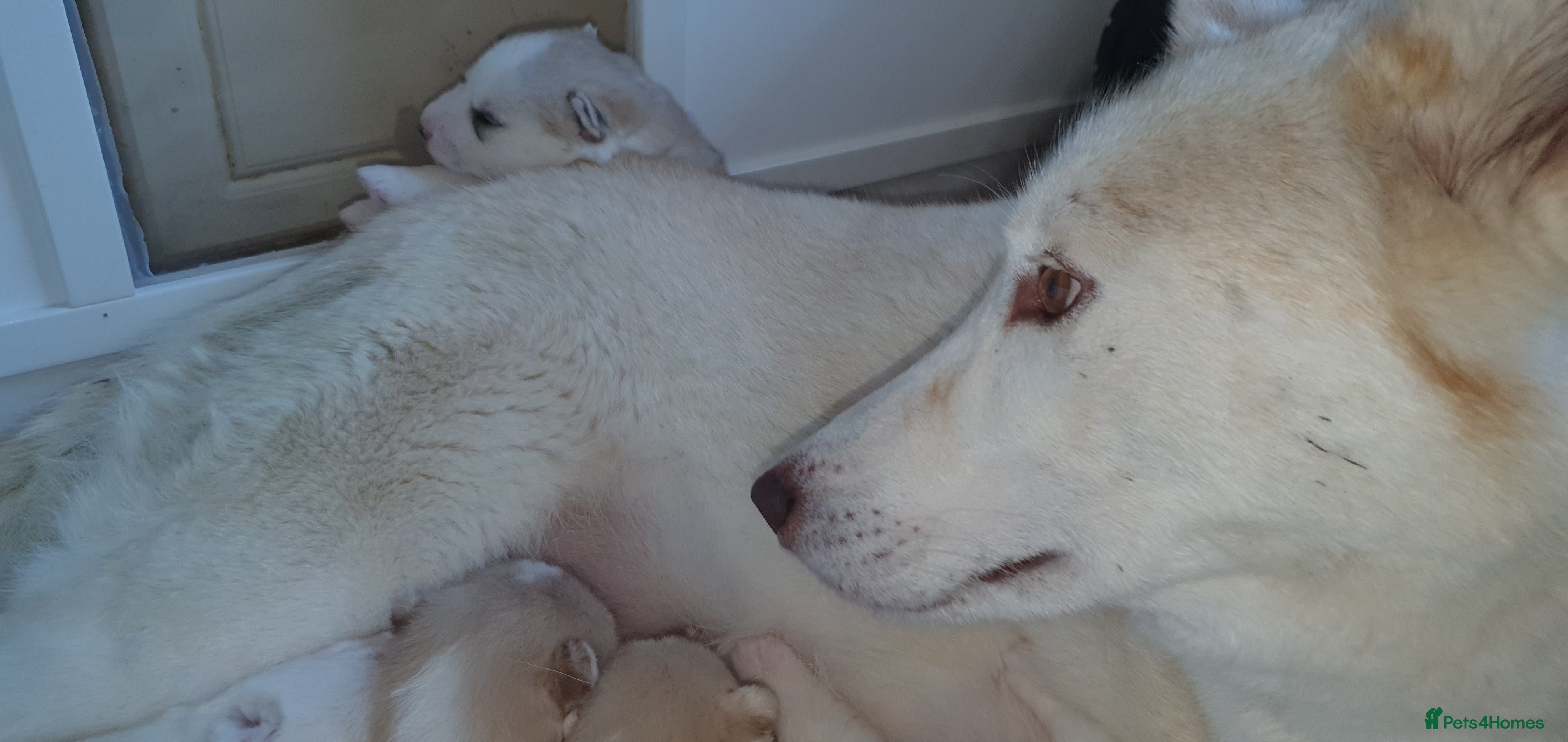 Siberian Husky dogs KC REG LITTER - Advert 4