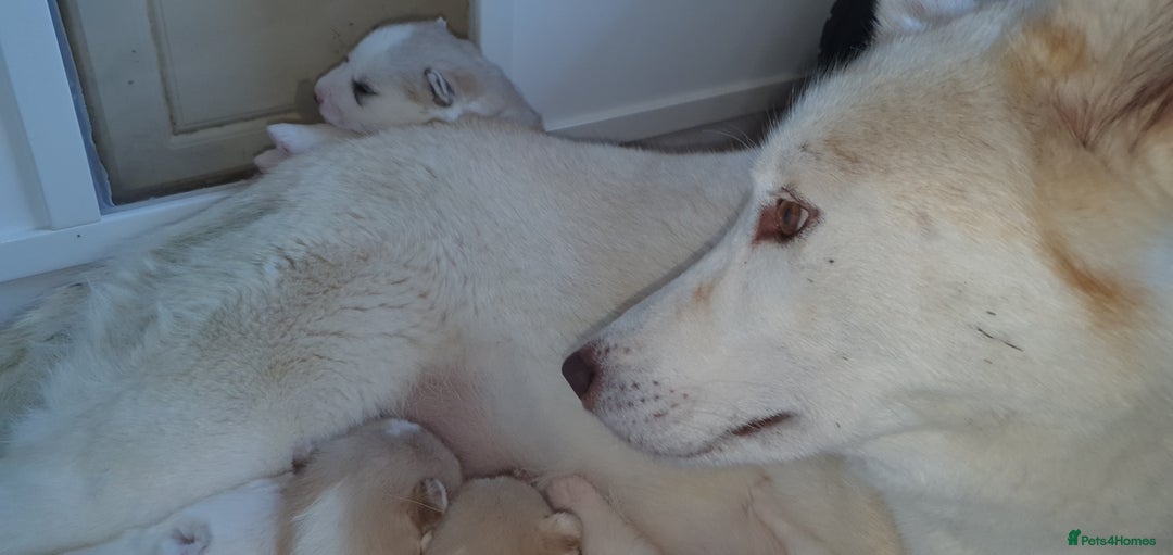 Siberian Husky dogs for sale: KC REG LITTER - Advert 1