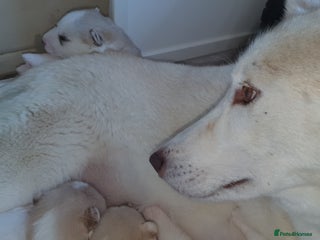 Siberian Husky dogs KC REG LITTER - Advert 8