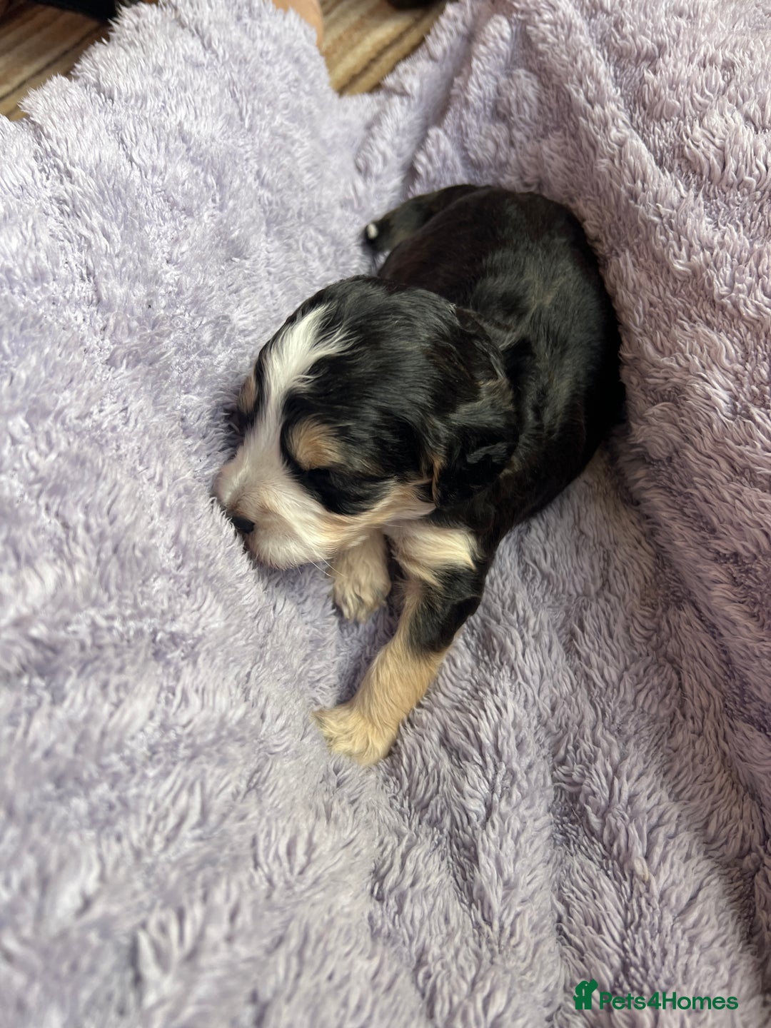 Cockapoo dogs for sale: F1b Cockerpoo puppies. - Image 30