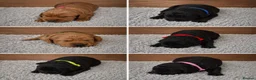 Labradoodle dogs for sale: 🌟Stunning Miniature Labradoodle Pups🌟 - Advert 2