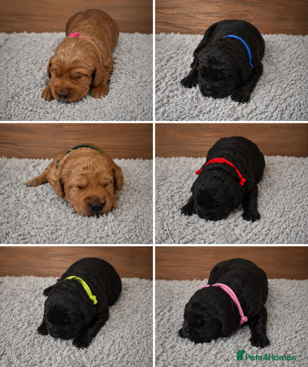 Labradoodle dogs for sale: 🌟Stunning Miniature Labradoodle Pups🌟 - Advert 2