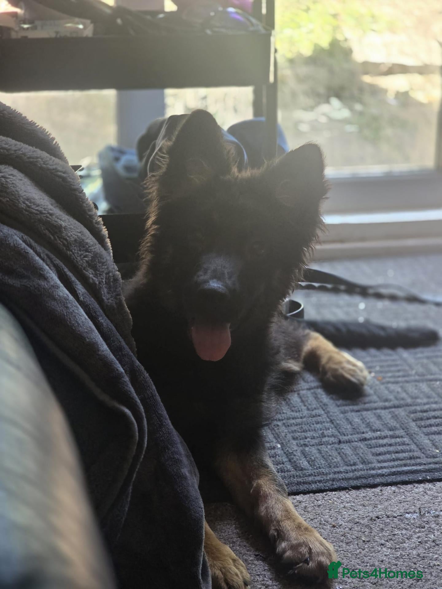 German Shepherd dogs German shepherds pup 4 months old - Advert 6