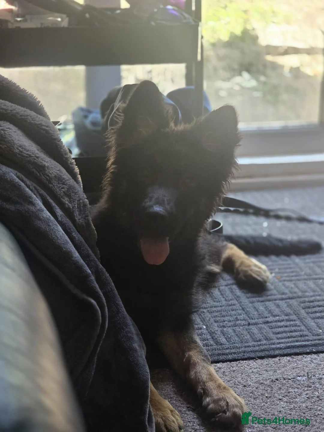 German Shepherd dogs for sale: German shepherds pup 4 months old in Derby - Advert 1