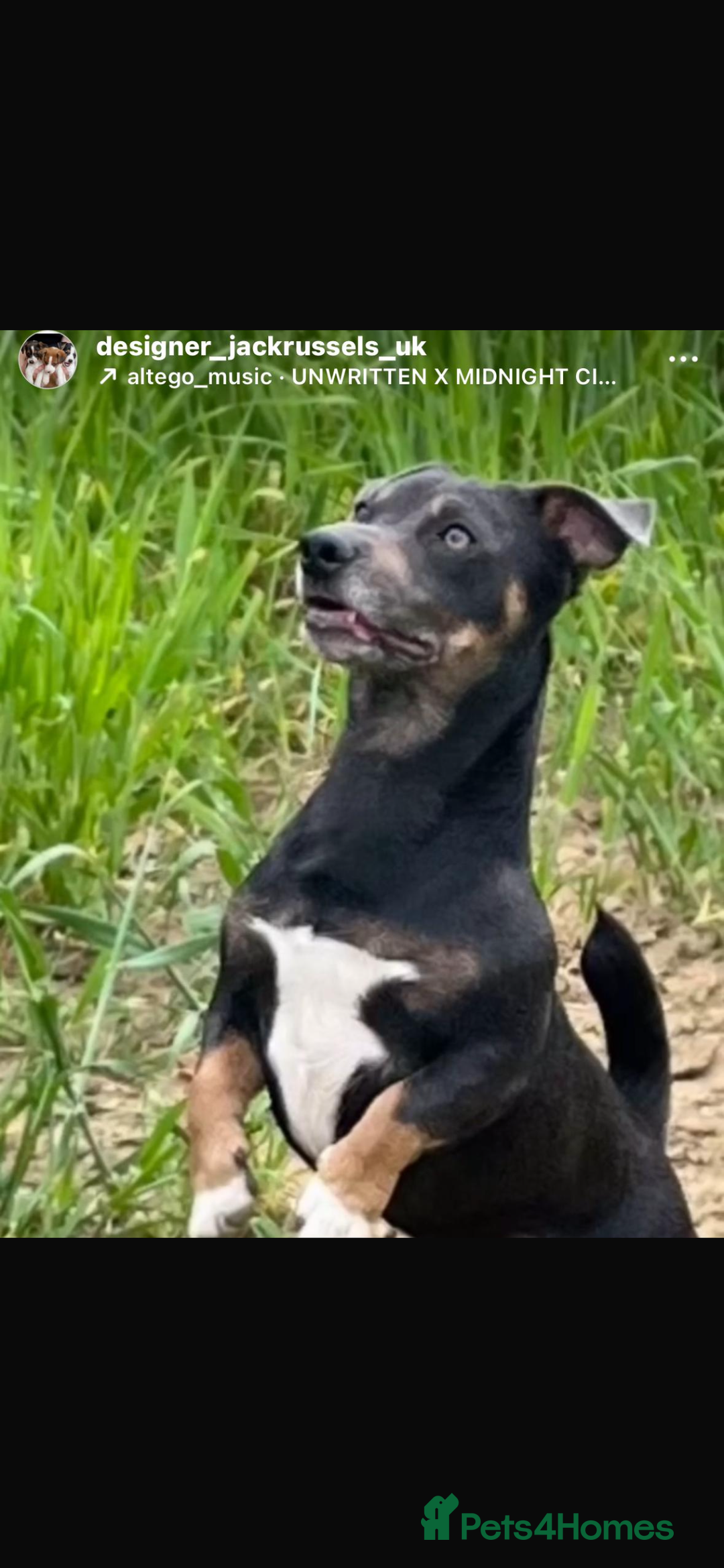 Jack Russell dogs for sale: Miniature Tri coloured Merle Jack Russell  - Image 22