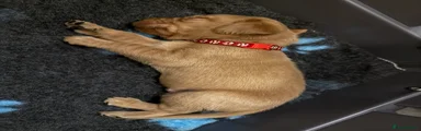 Labrador Retriever 1