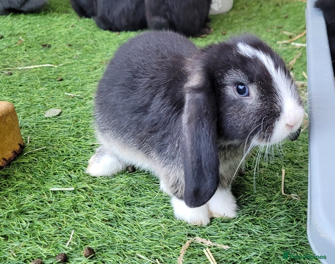 Mini Lop rabbits for sale: Beautiful Mini Lops - READY TO LEAVE  - Image 14