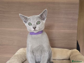 Russian Blue cats Russian Blue kittens Tica registered - Advert 5