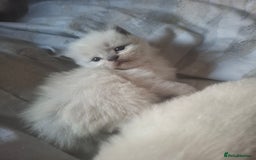 Ragdoll cats for sale: 🩵Blue Point KITTENS for sale!🩵 - Image 5