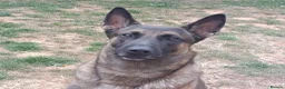 Mixed Breed dogs for sale: German Shepherd x Belgium Malinois Puppies  in Boston - Advert 12