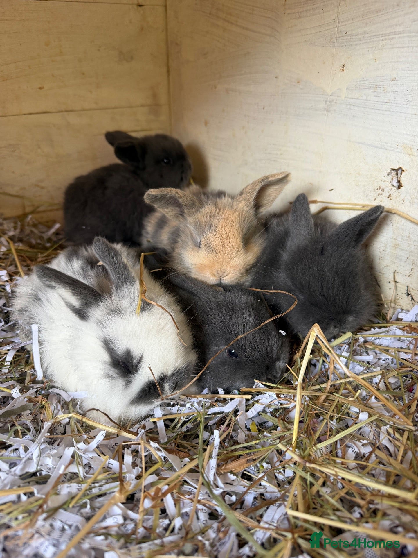 Mini Lop rabbits for sale: Mini Rex & Mini Lop & Lop babies - Advert 1