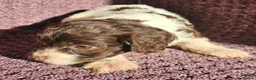 Cockapoo dogs for sale: F1 Cockerapoo puppies  - Advert 10