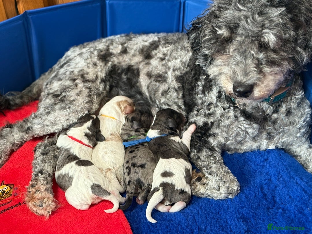 Cavapoo dogs for sale: Extensively health tested stunning cavapoo’s - Image 9