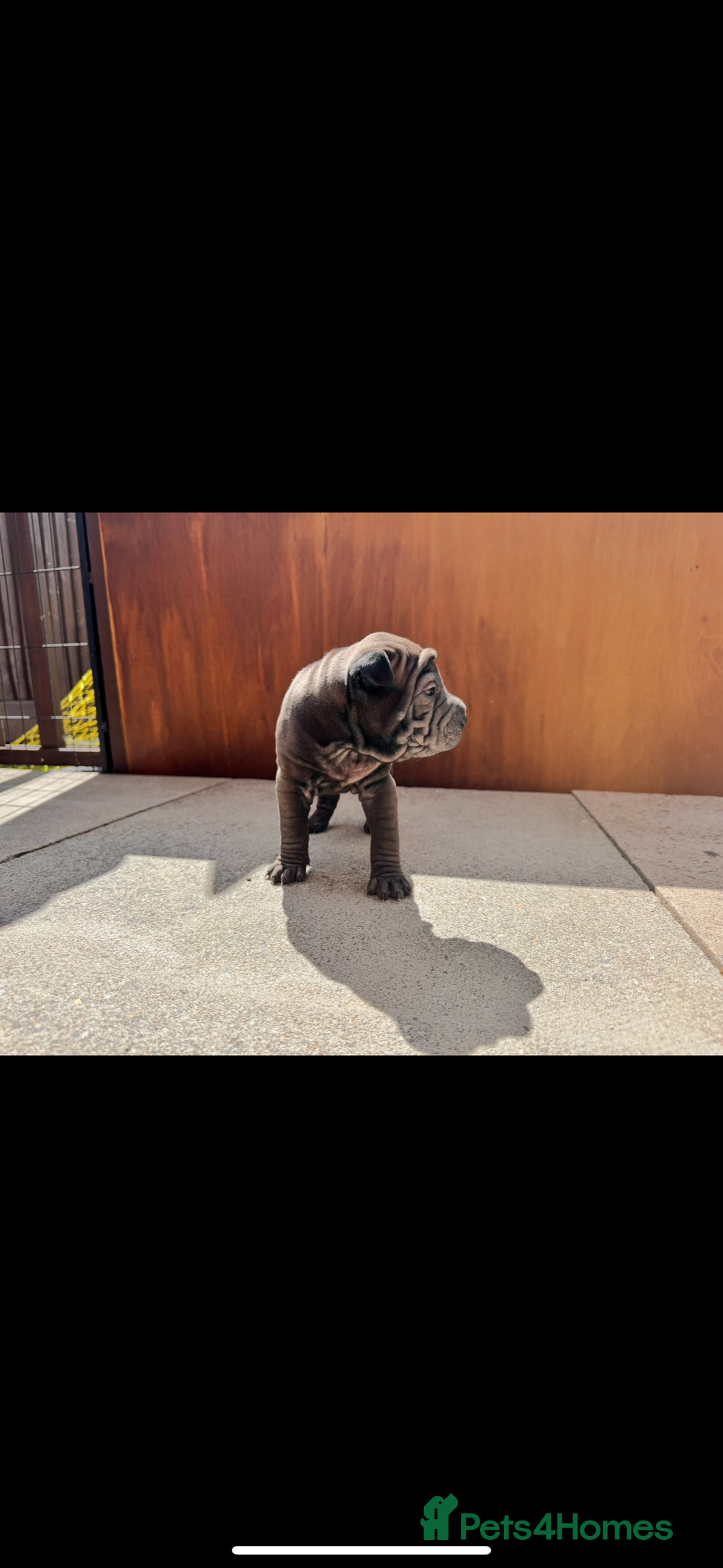 Shar Pei dogs for sale: Shar pei puppie  - Image 4