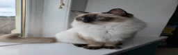 Ragdoll cats for sale: Female Ragdoll Cat For Rehoming - Advert 2