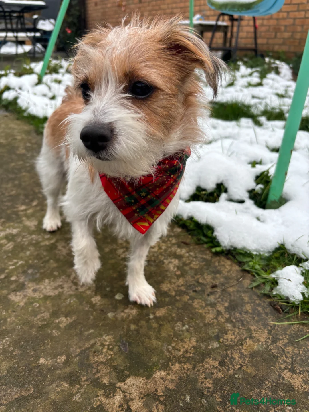 Jack Russell dogs for sale: Gorgeous Jack russell for rehome  - Advert 5