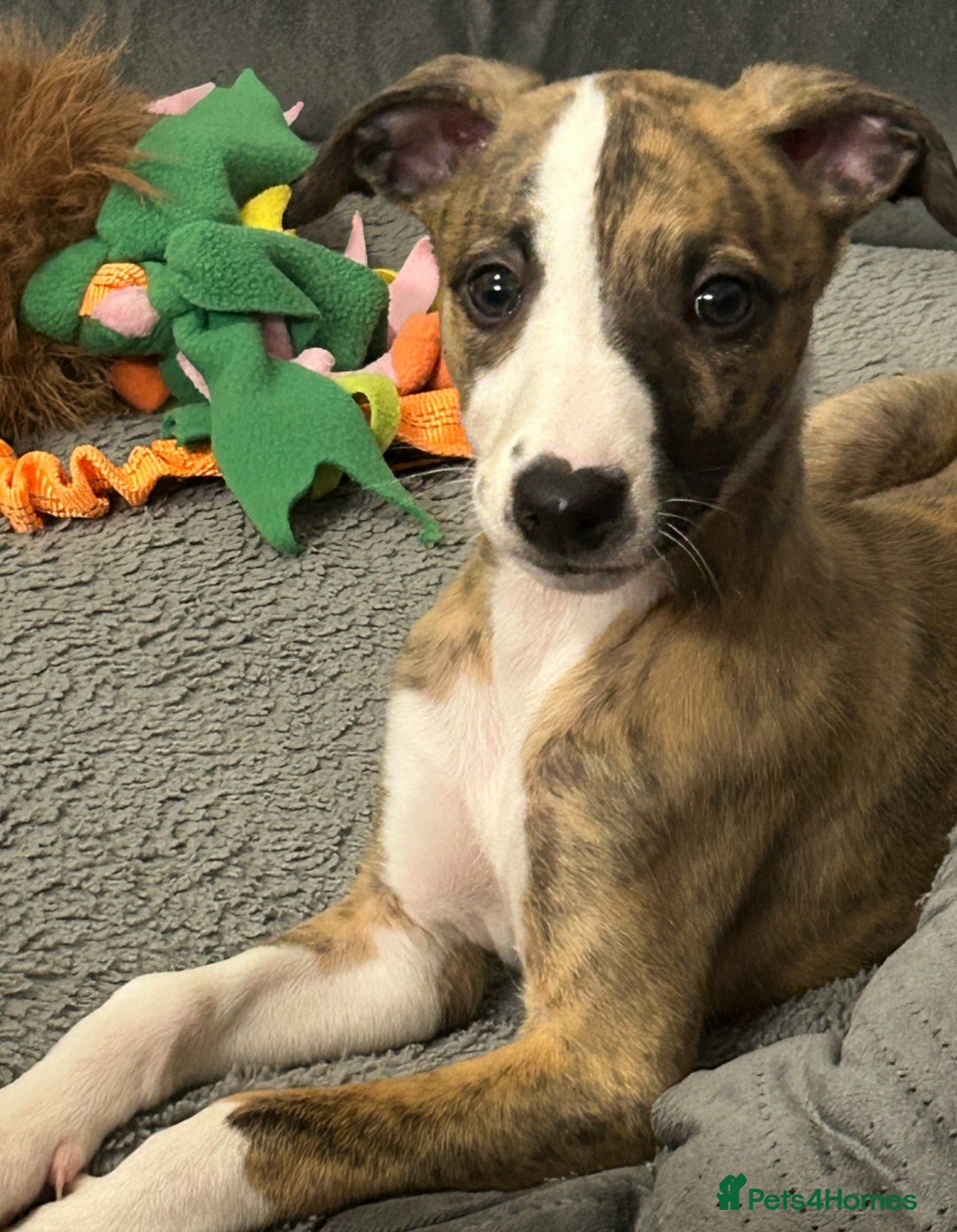 Whippet dogs for sale: Kennel club 6m old female whippet,HALO - Advert 8