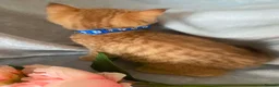 British Longhair cats for sale: British longhair  - Advert 18