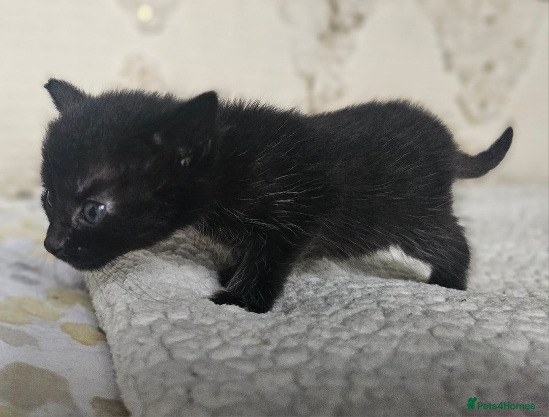 Persian cats for sale: PersianXTortoiseshell Crossbreed Kittens - Image 20