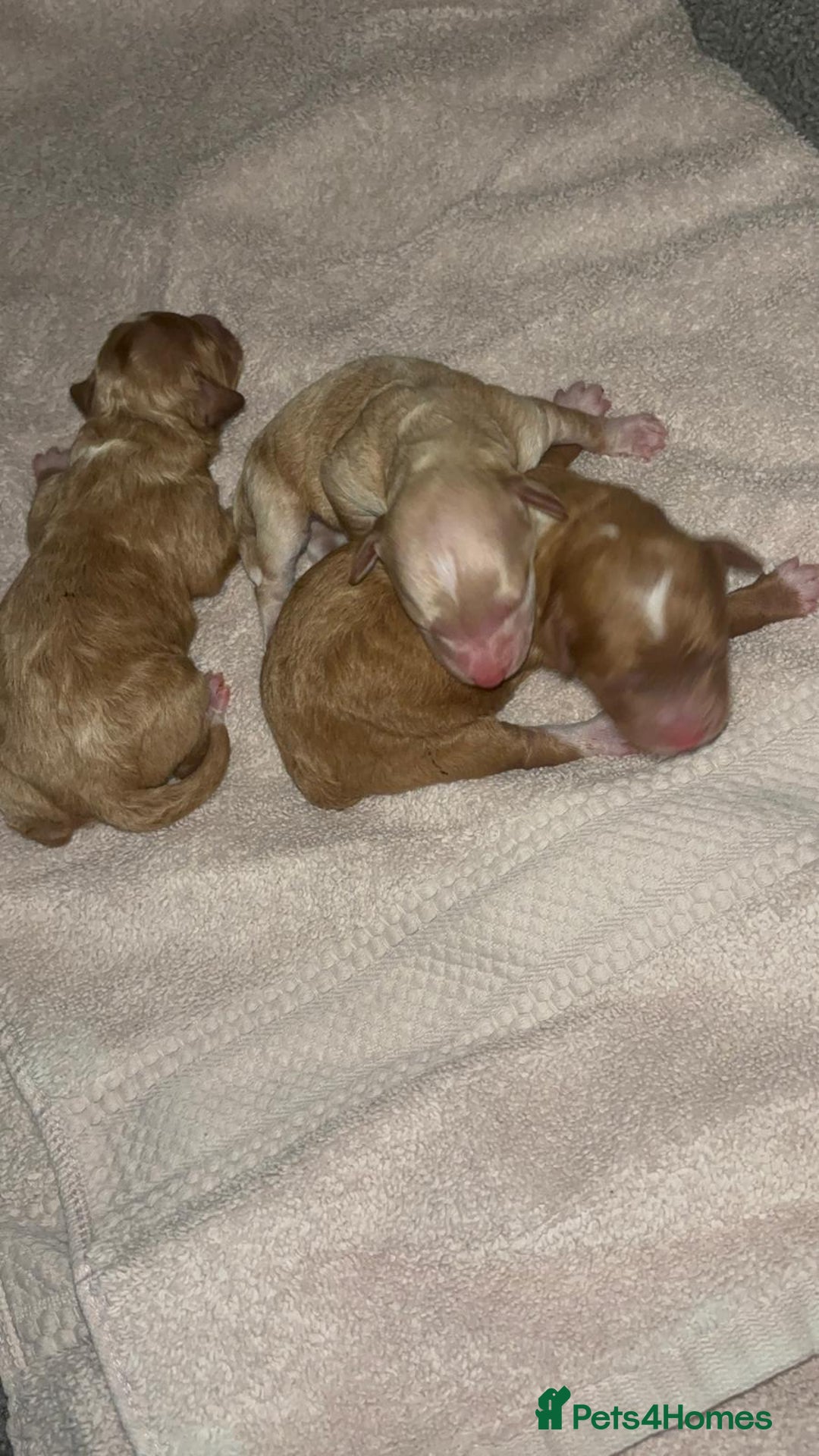 Toy Poodle dogs for sale: Toy poodles  - Image 16