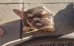 French Bulldog dogs for sale: French bulldog puppy  - Image 3