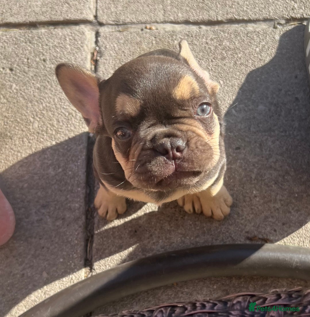 French Bulldog dogs for sale: French bulldog puppy  - Image 3