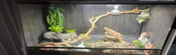 Bearded Dragon reptiles for sale: Beautiful girl sadly for sale  in Brighton - Advert 2