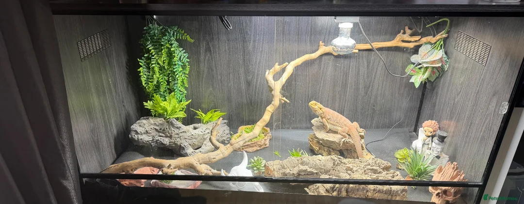 Bearded Dragon reptiles for sale: Beautiful girl sadly for sale  in Brighton - Advert 2