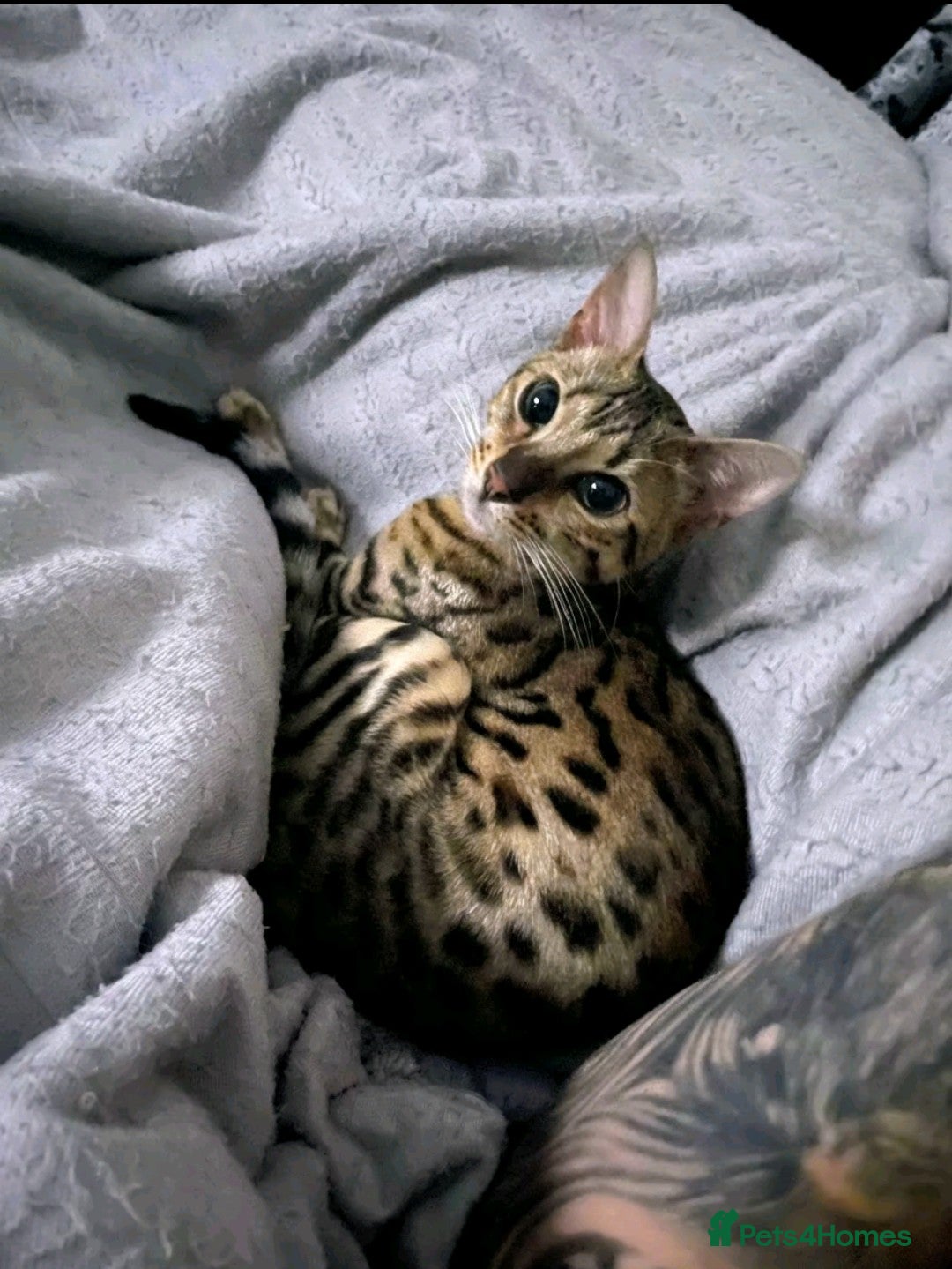 Bengal cats Affectionate Bengal Lap Cat - Stunning Markings - Advert 1