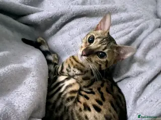 Bengal cats Affectionate Bengal Lap Cat - Stunning Markings - Advert 7