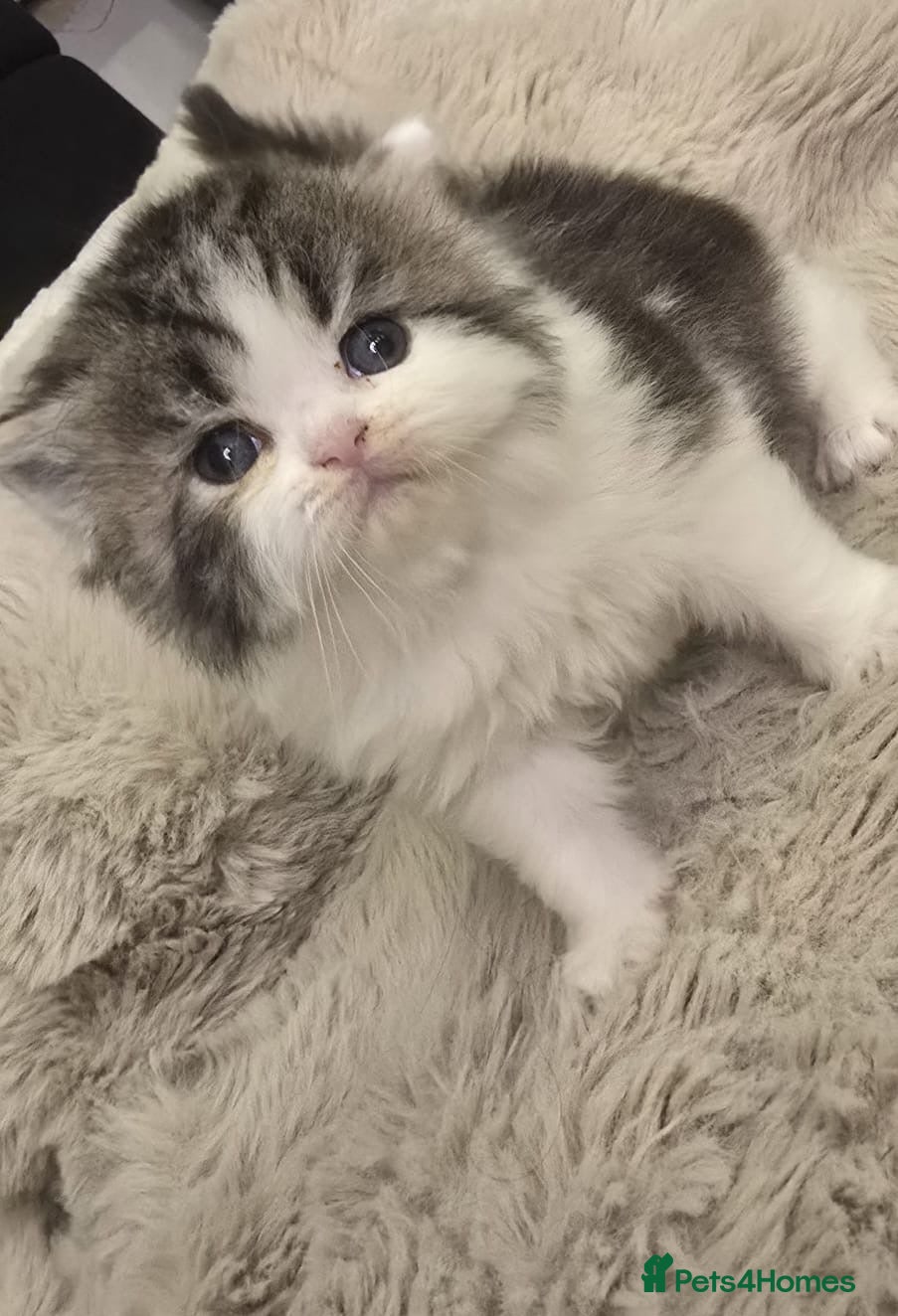 Exotic cats Beautiful exotic long haired babies - Advert 1